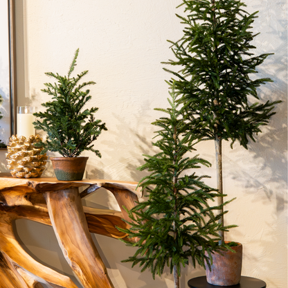 Cypress Topiary Tree In Pot (50"+ 57")