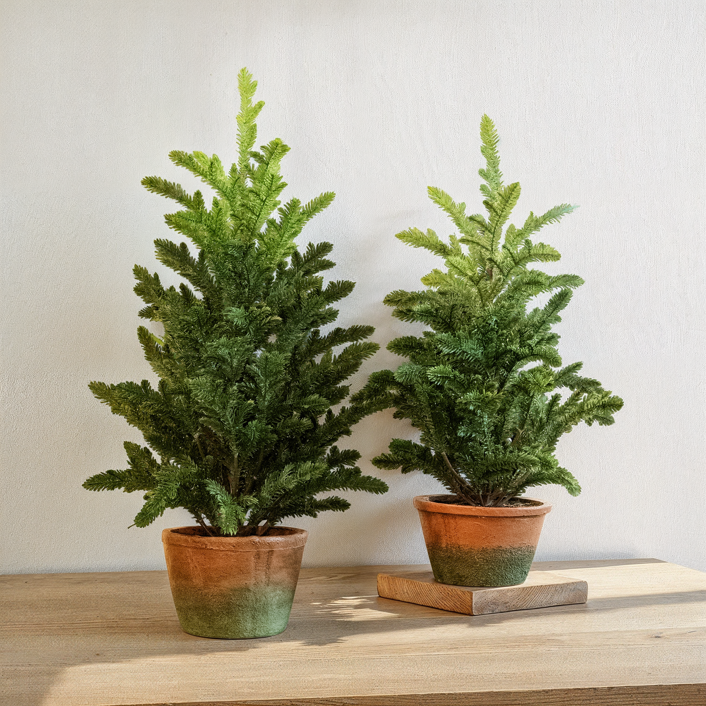 Pine Tree In Clay Pot (21"+ 25")