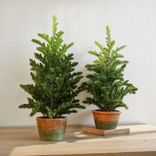 Pine Tree In Clay Pot (21"+ 25")