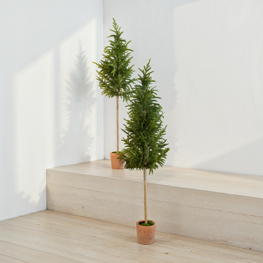 Cypress Topiary Tree In Pot (50"+ 57")